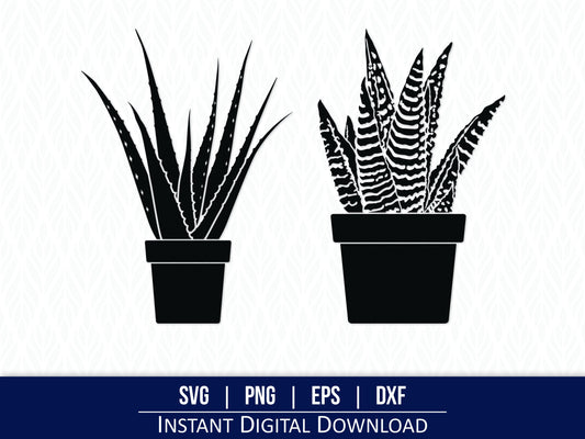 Aloe Vera Succulent SVG